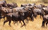 TANZANIA - Serengeti National Park - Migrazione Gnu - 12